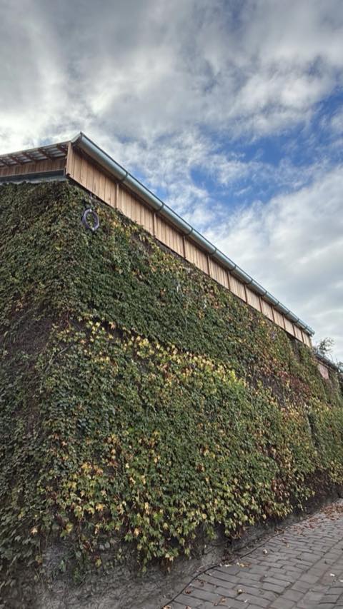 Cedar cladding on an upper storey above an ivy-covered wall